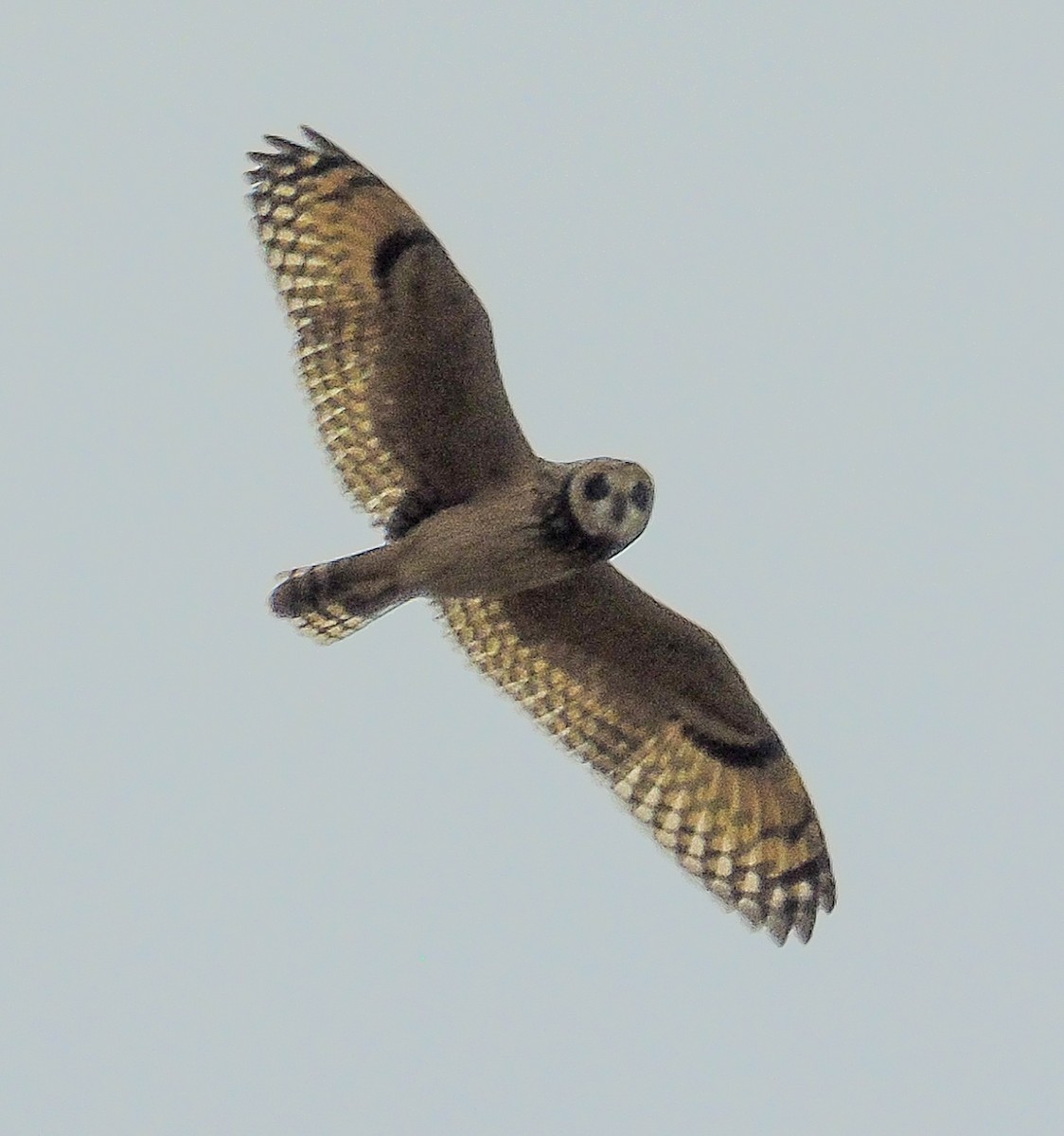 Short-eared Owl - ML619955134