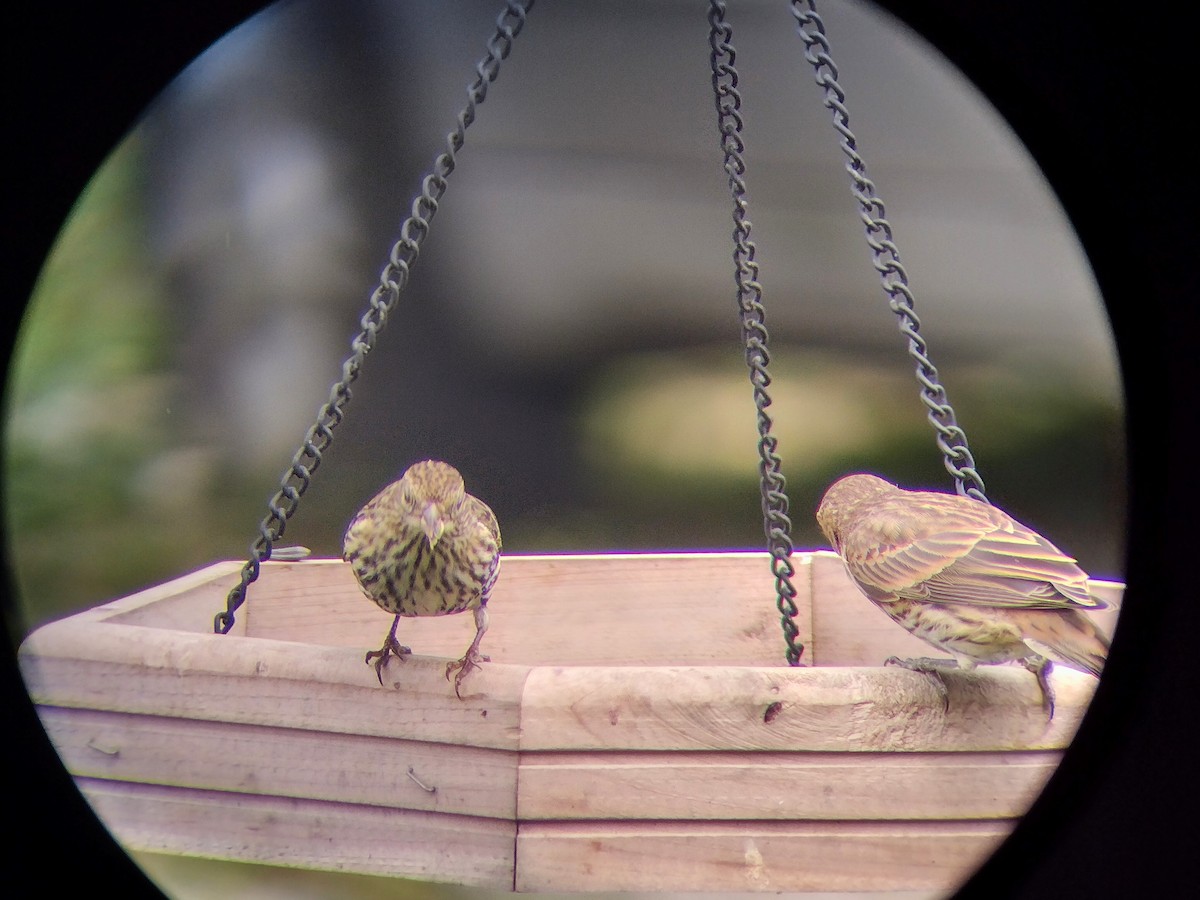 Pine Siskin - ML619955167