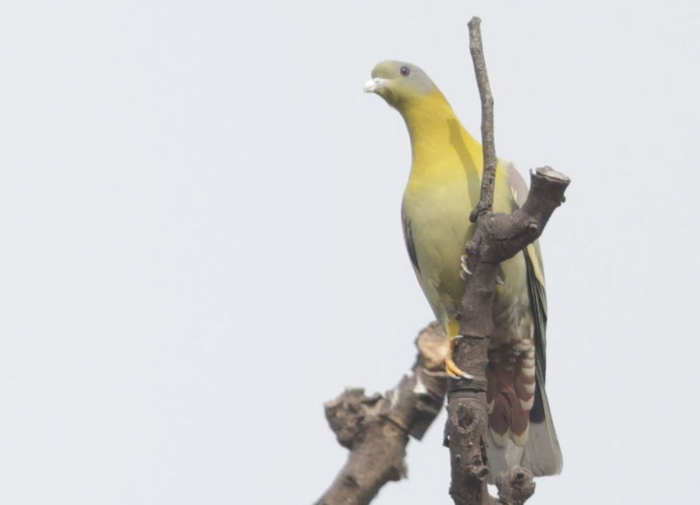 Yellow-footed Green-Pigeon - ML619955171