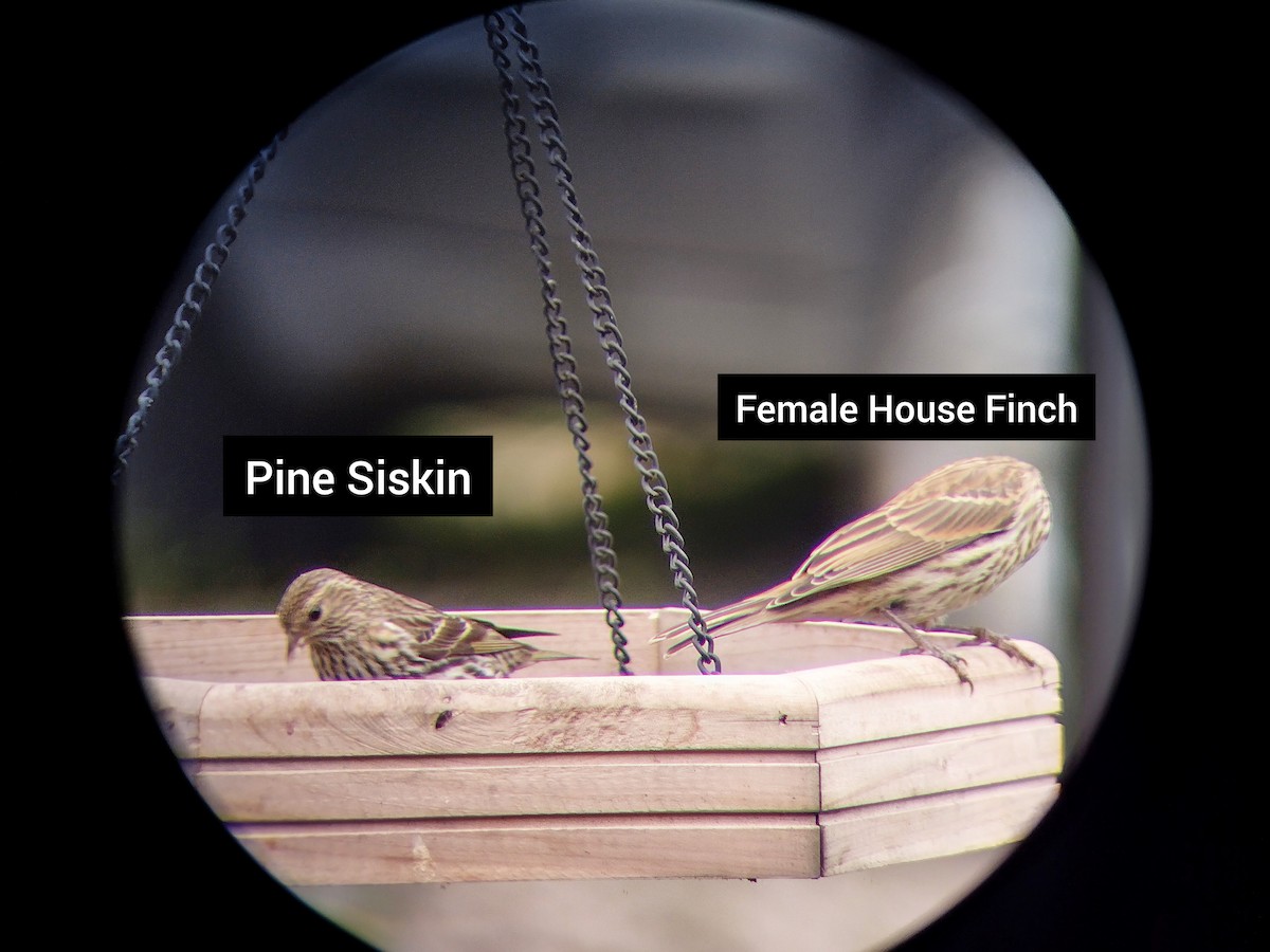 Pine Siskin - ML619955177