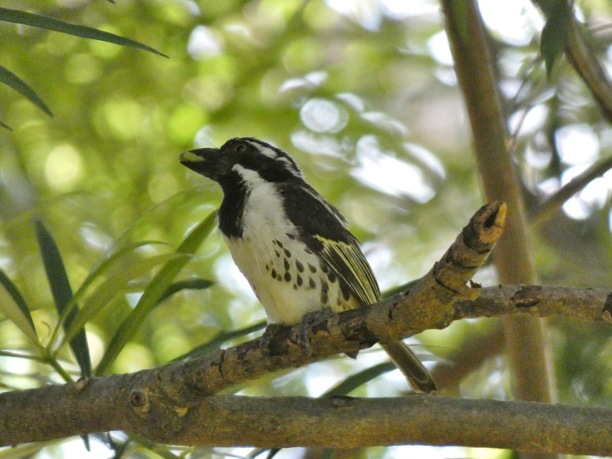 Spot-flanked Barbet - ML619955179