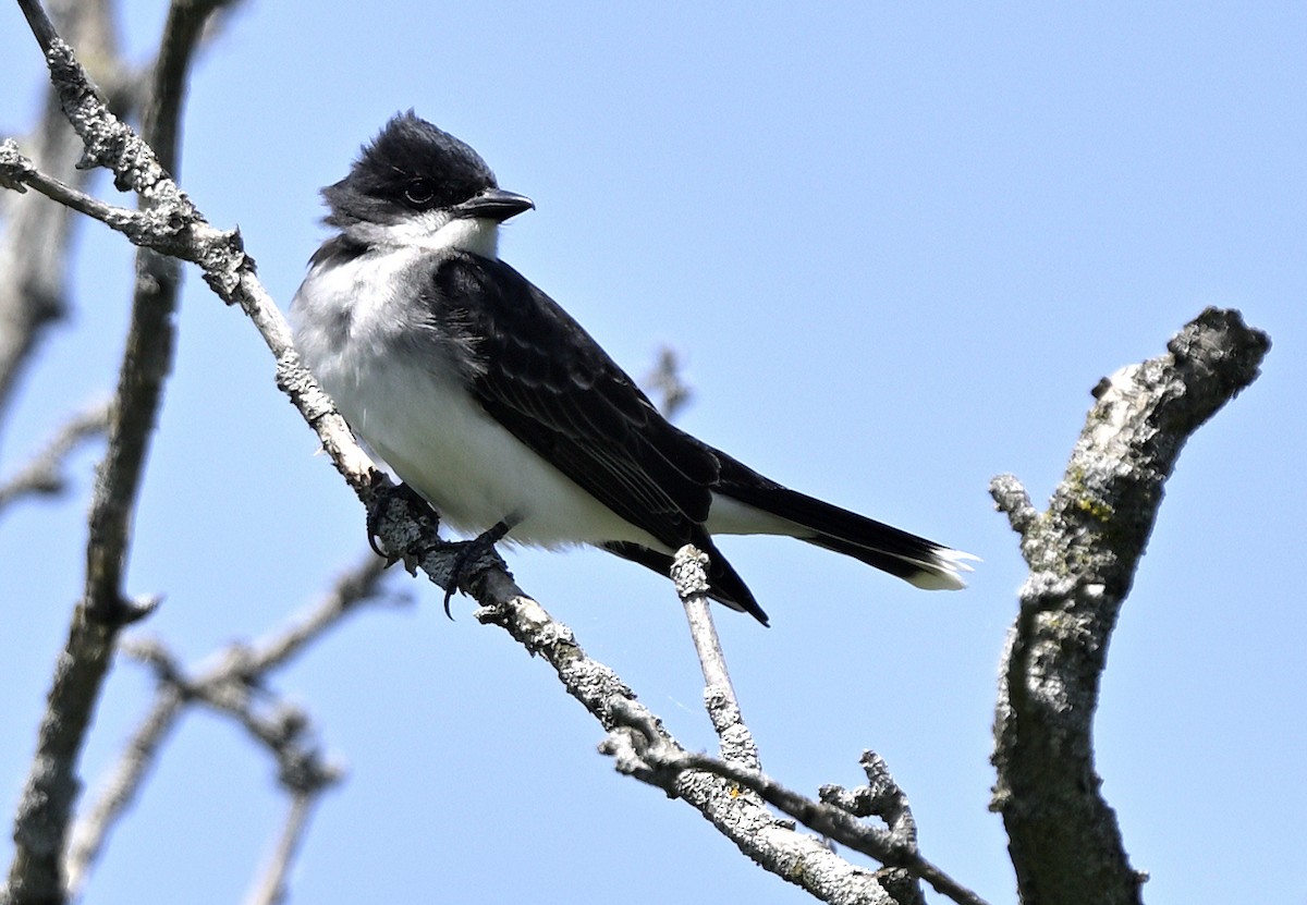 Schieferrücken-Königstyrann - ML619955181