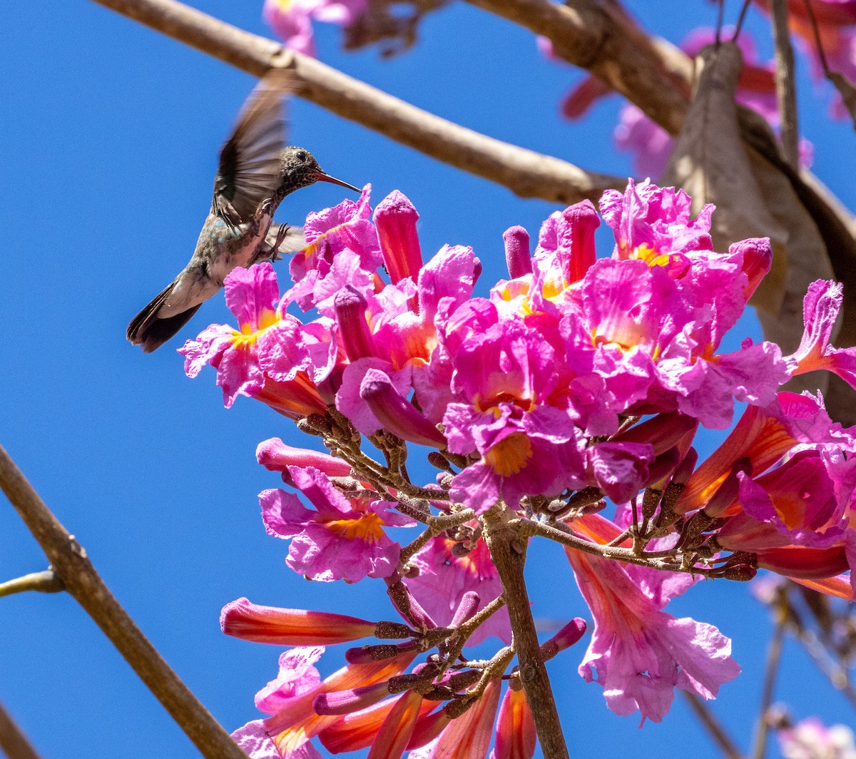 kolibřík zrcadlový - ML619955183