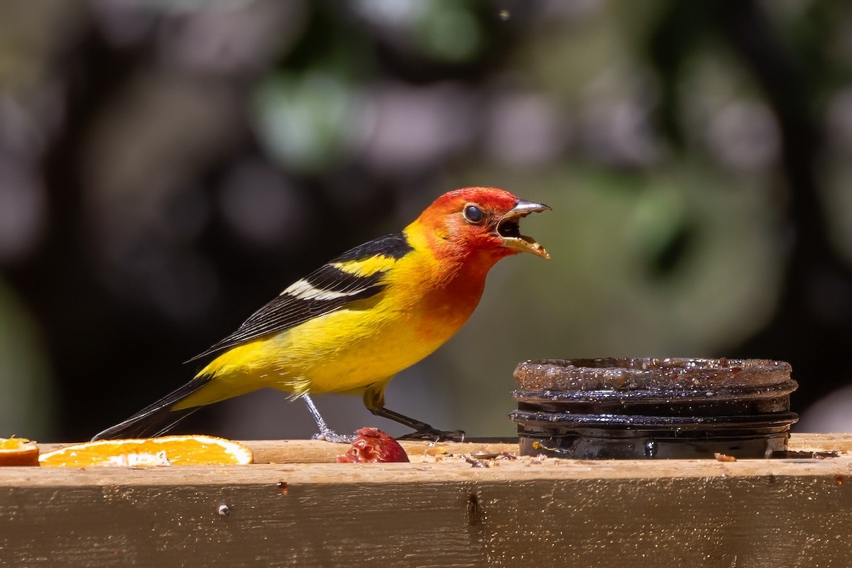 Western Tanager - ML619955198