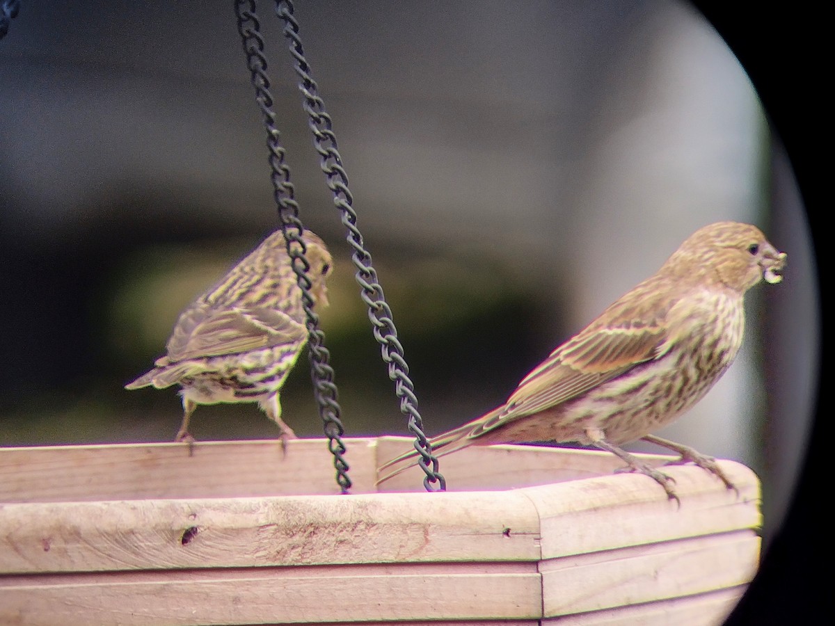 Pine Siskin - ML619955199