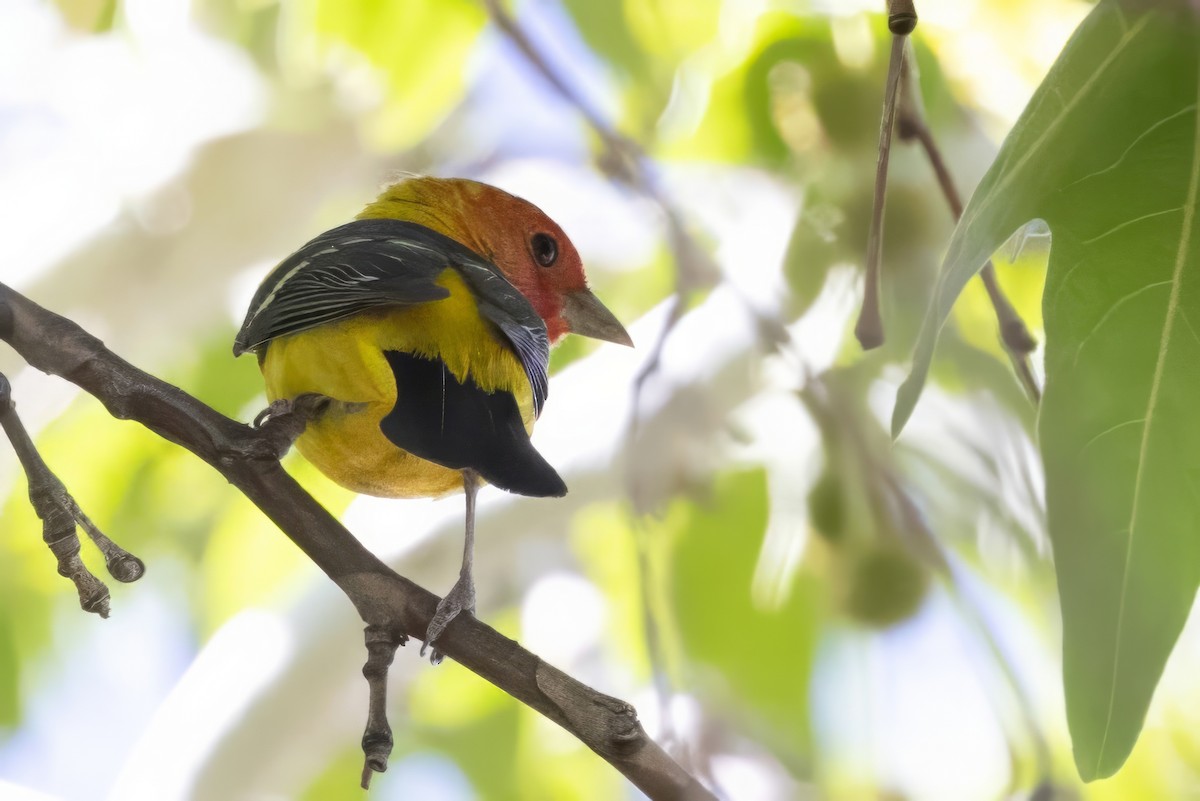 Western Tanager - ML619955201