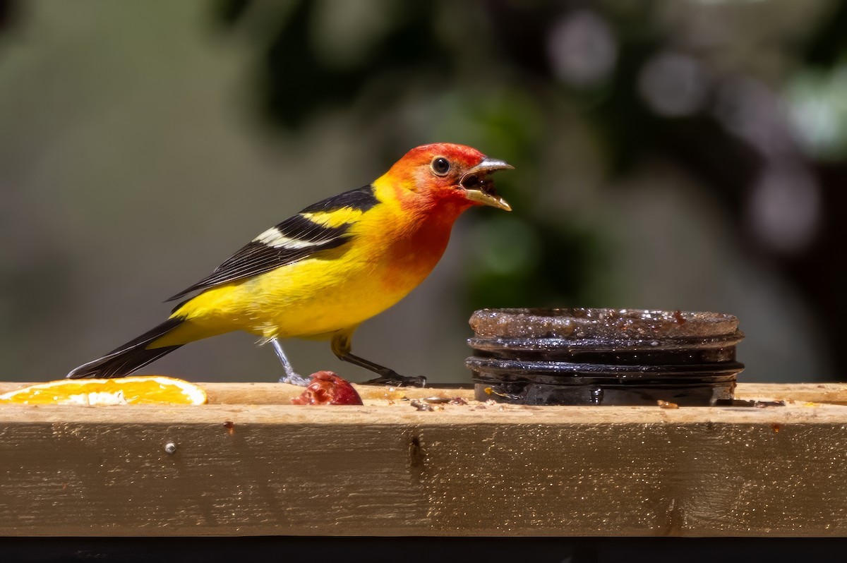 Western Tanager - ML619955203