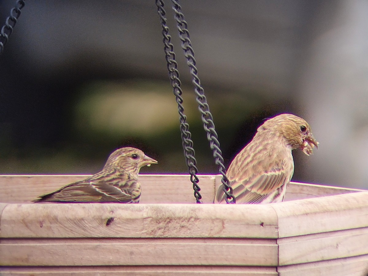 Pine Siskin - ML619955239