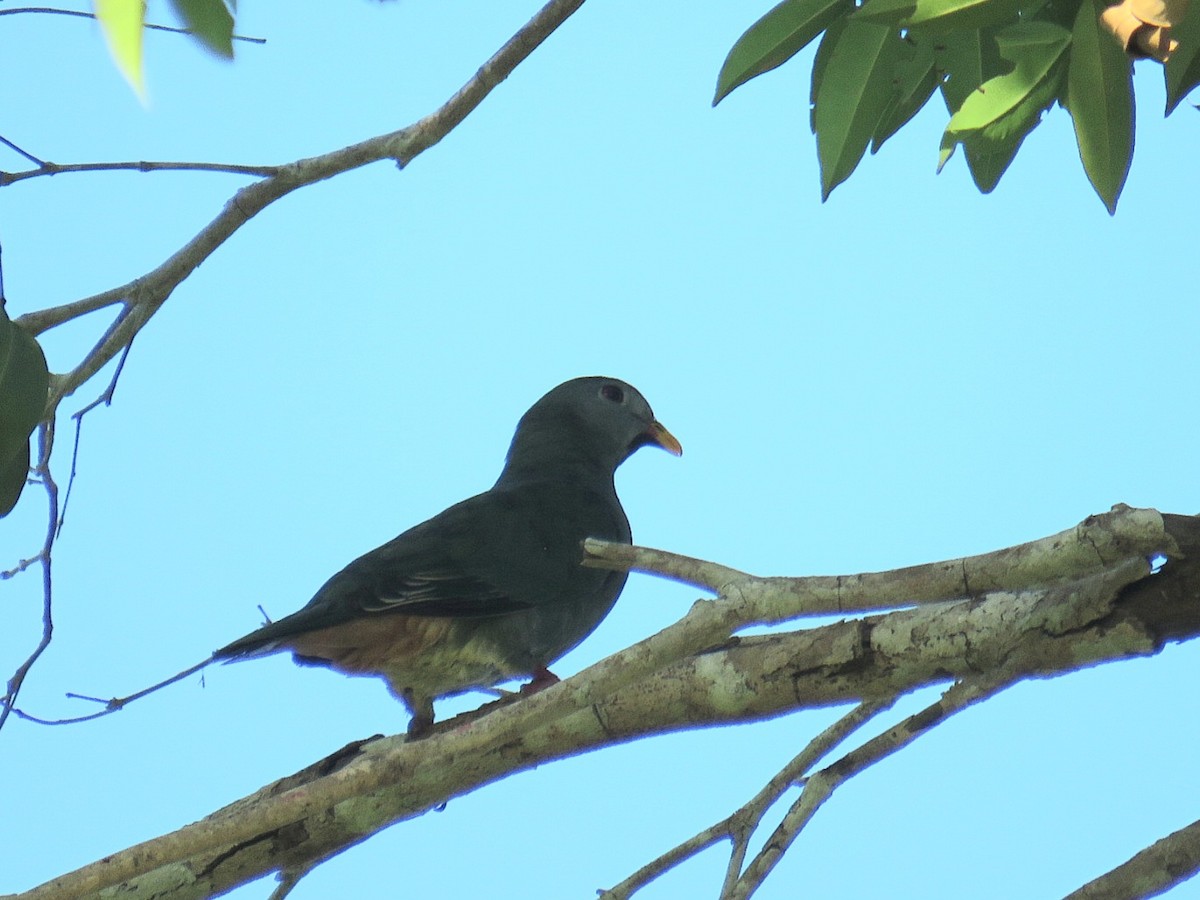 Black-chinned Fruit-Dove - ML619955241