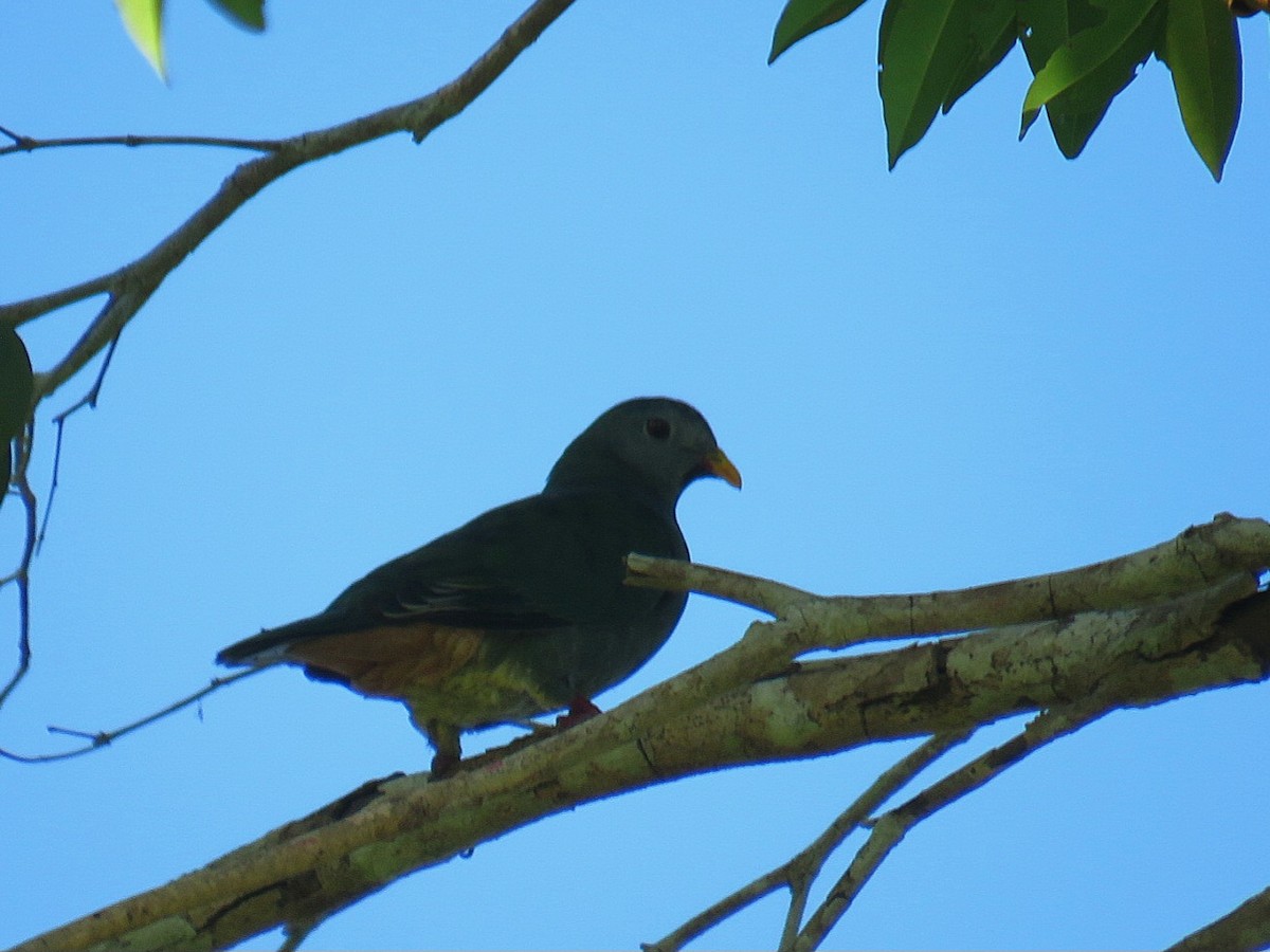 Black-chinned Fruit-Dove - ML619955242