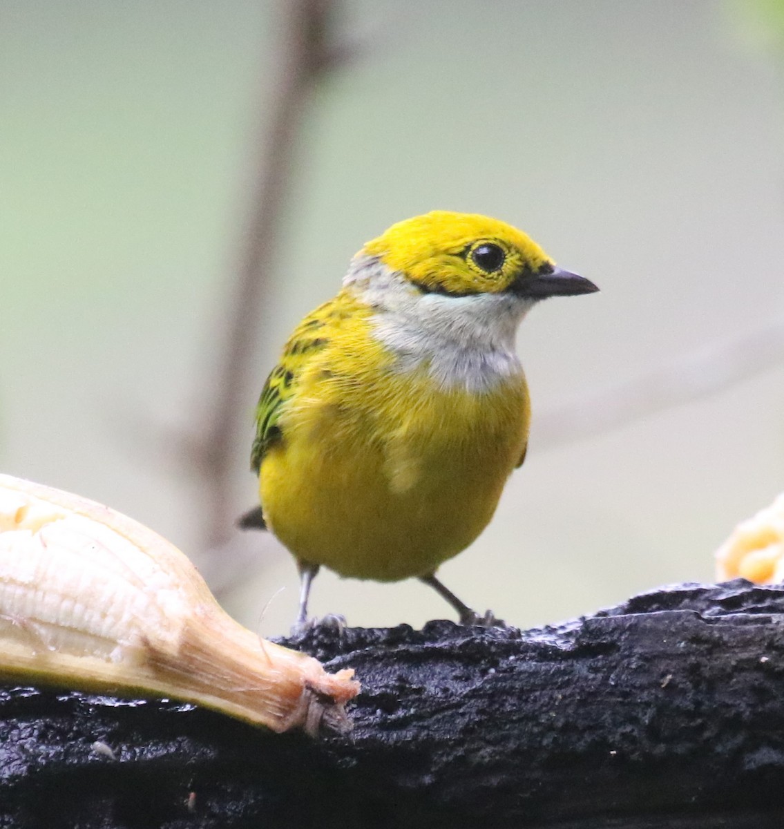 Silver-throated Tanager - ML619955244