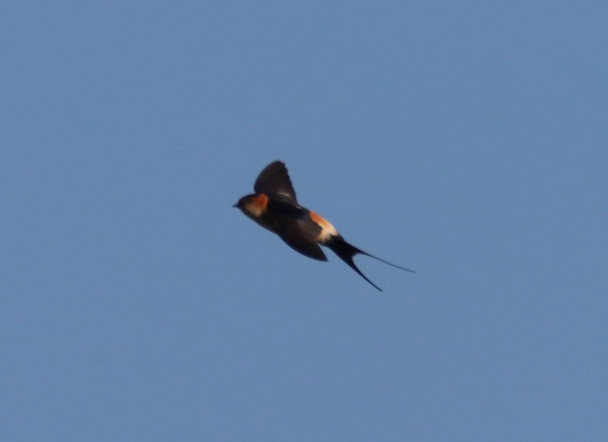 Red-rumped Swallow - ML619955245