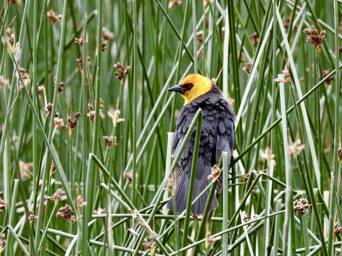 Yellow-headed Blackbird - ML619955259