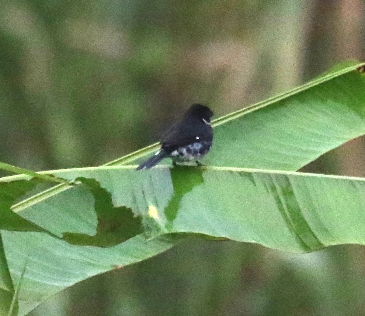 Variable Seedeater - ML619955262