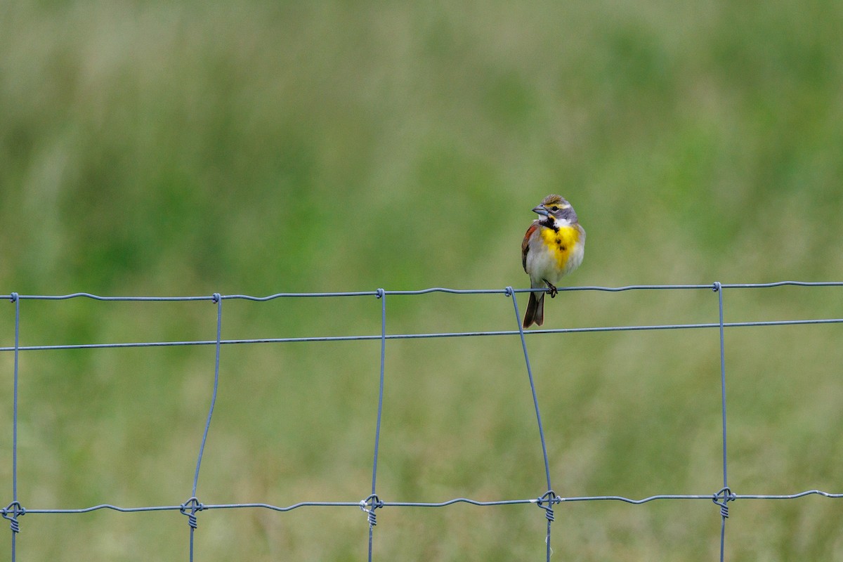 Dickcissel - Eric Wengert