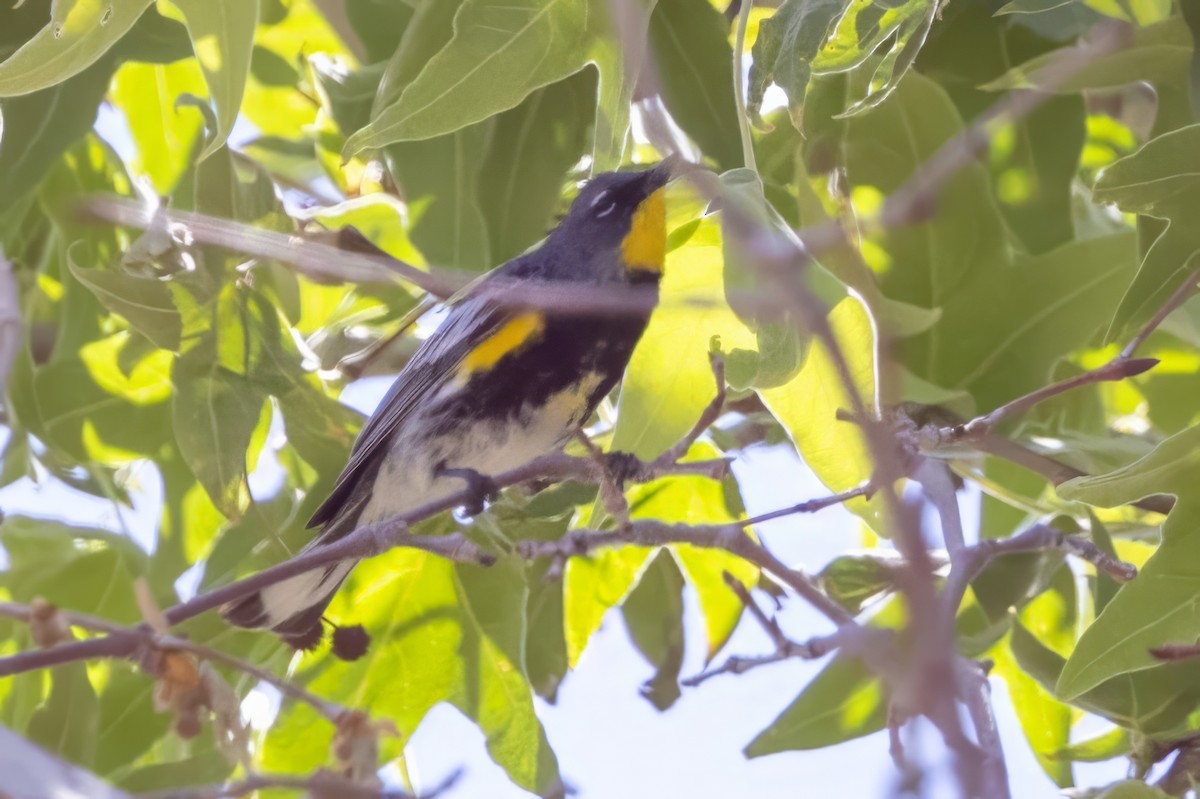 Yellow-rumped Warbler (Audubon's) - ML619955275