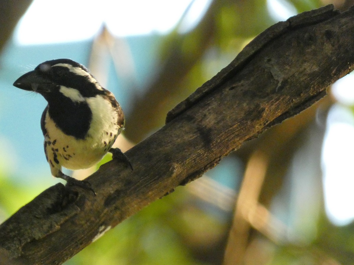 Spot-flanked Barbet - ML619955281