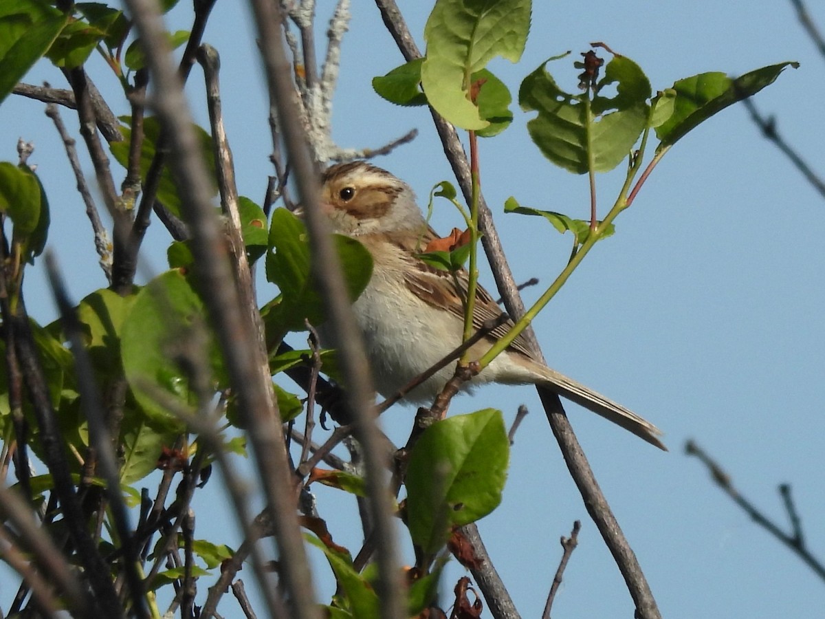 Clay-colored Sparrow - ML619955289