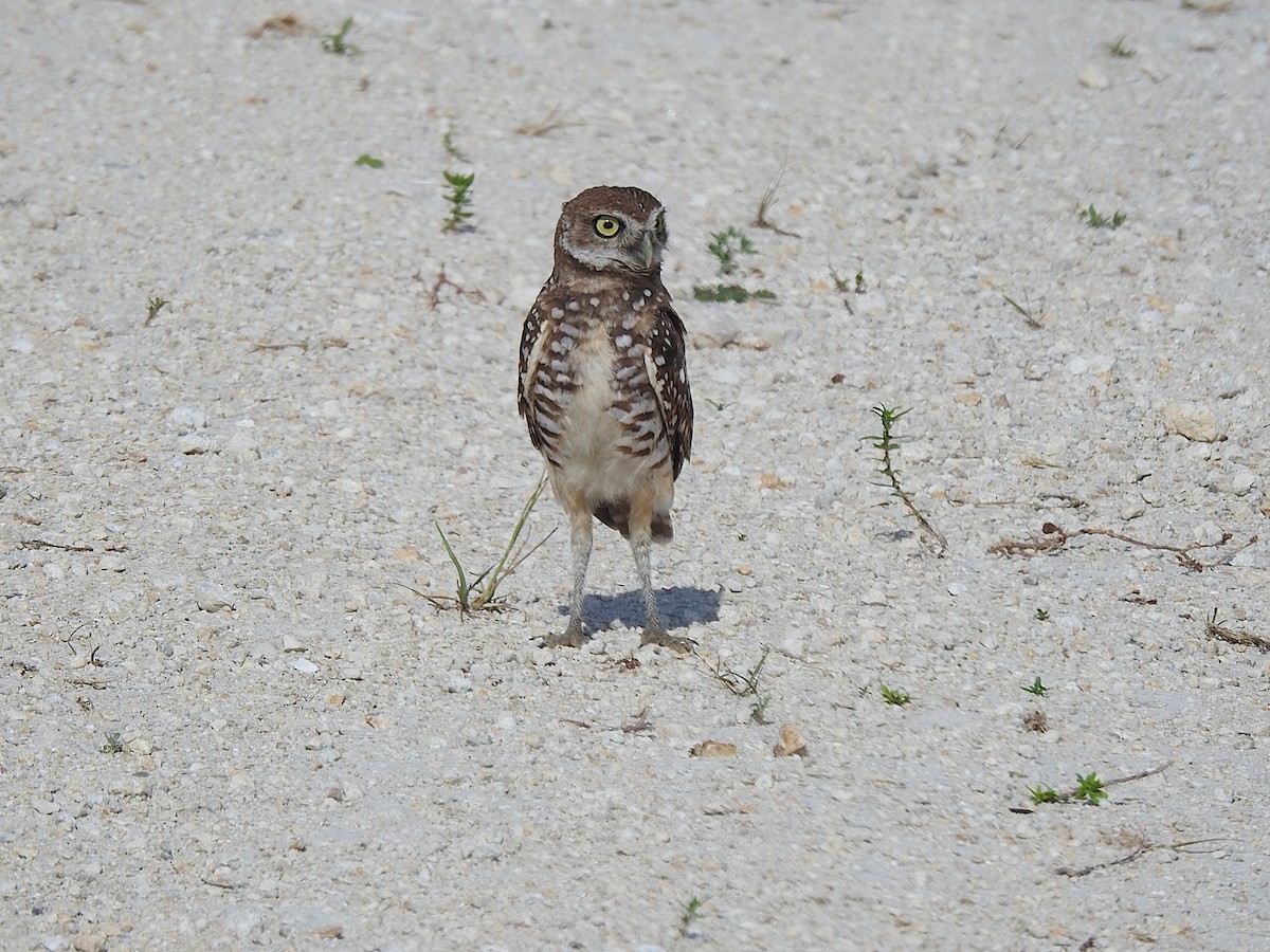 Burrowing Owl (Florida) - ML619955291
