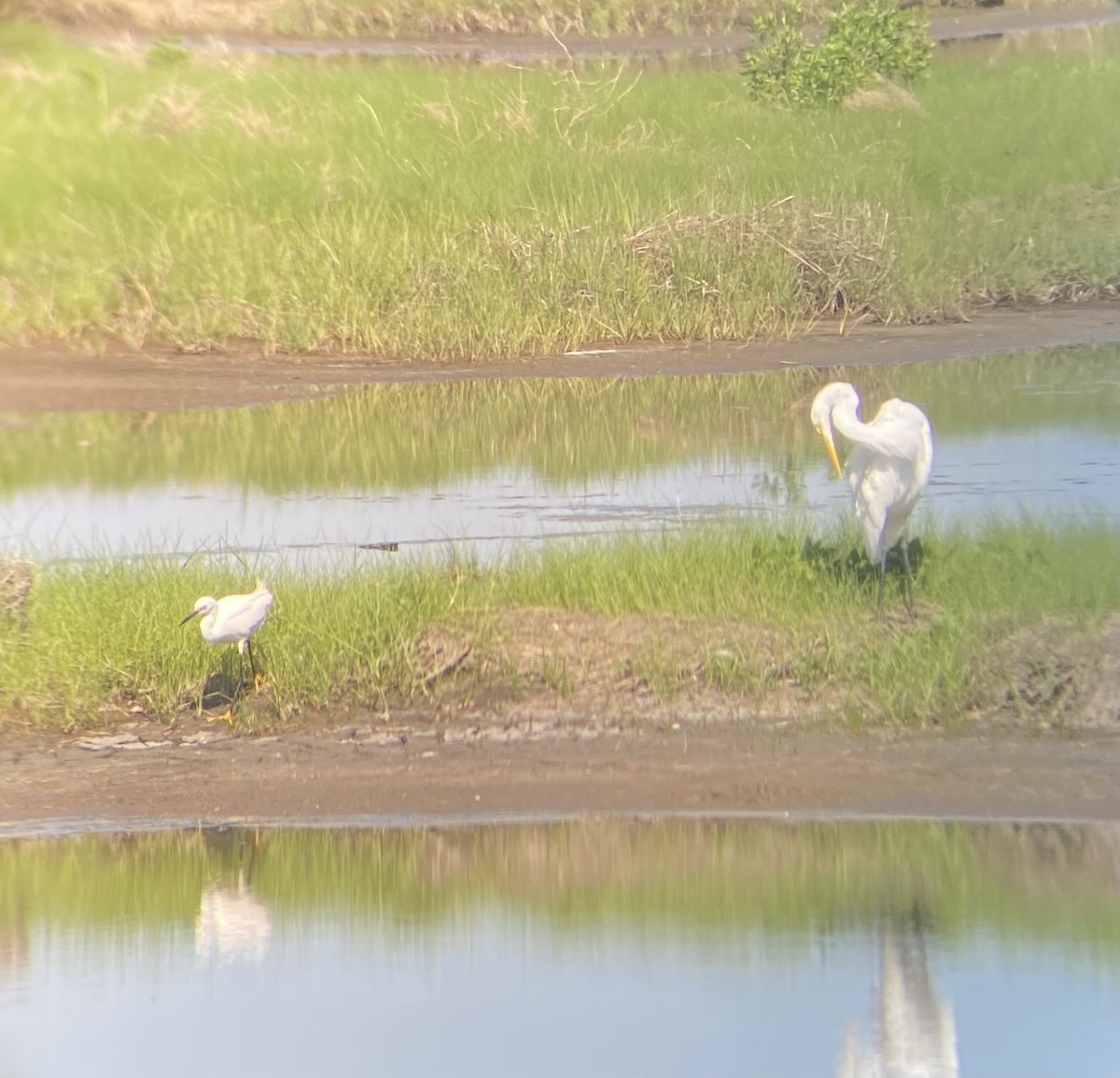 Great Egret - ML619955305