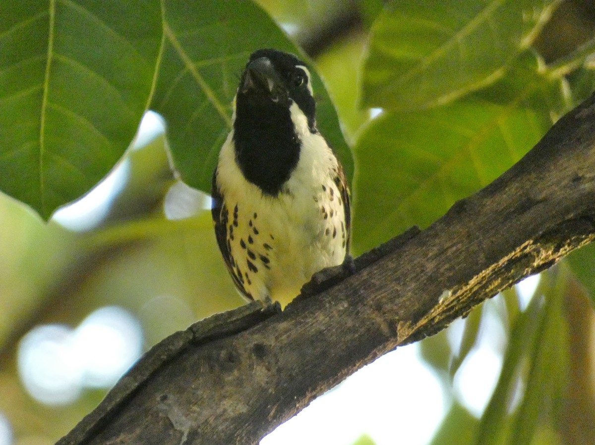 Spot-flanked Barbet - ML619955331