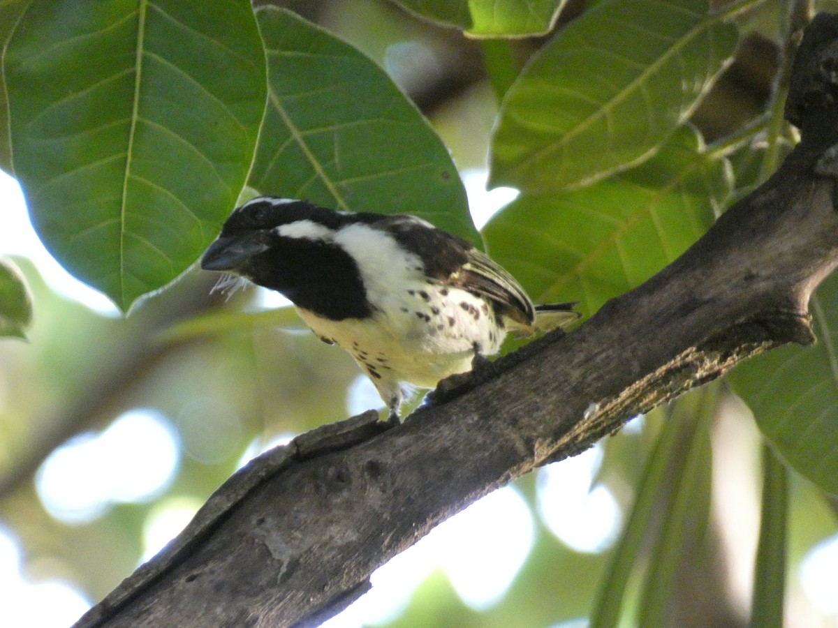 Spot-flanked Barbet - ML619955354