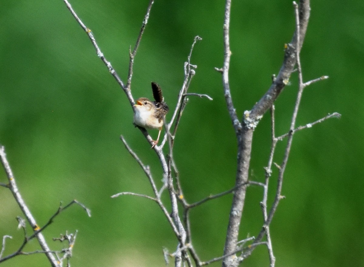 Sedge Wren - ML619955357