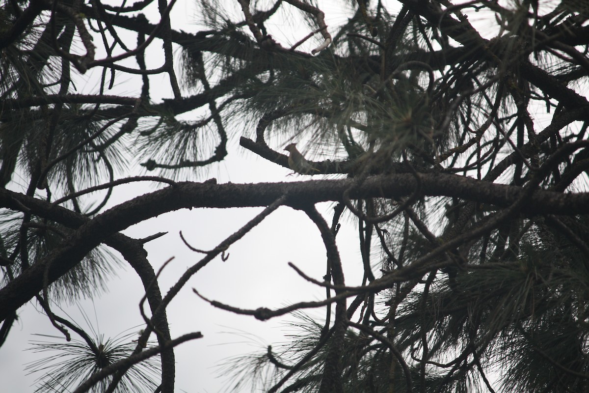 Cedar Waxwing - ML619955371