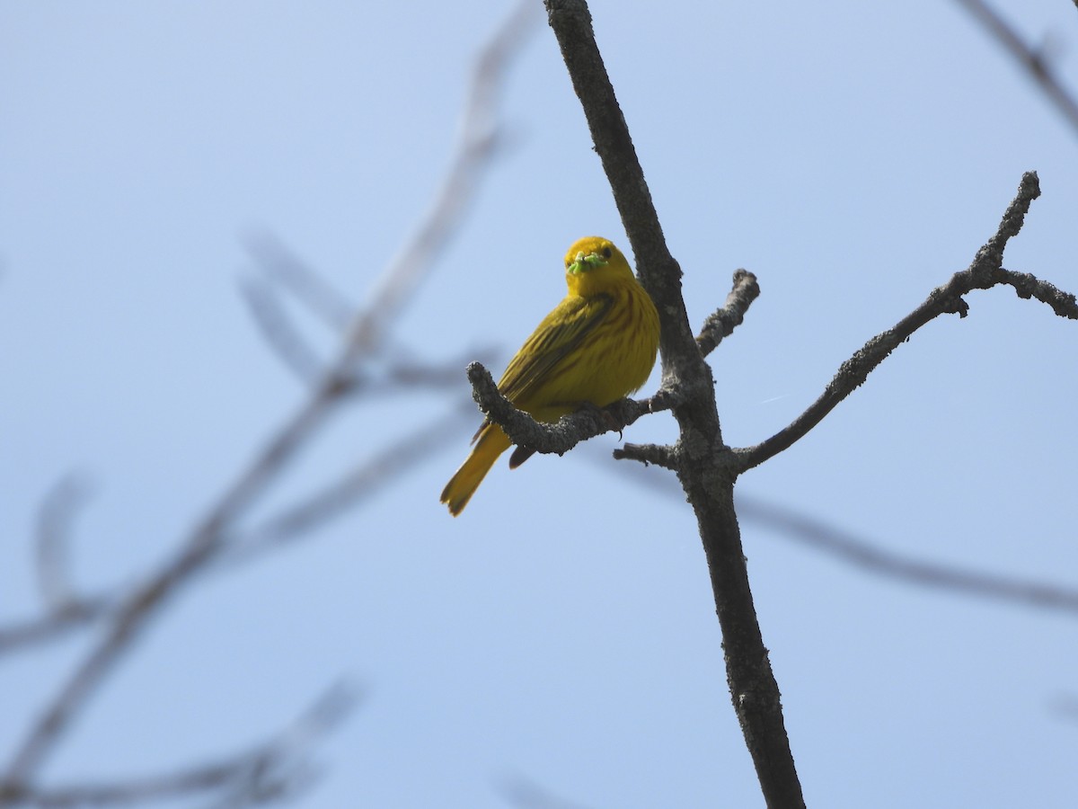 Yellow Warbler - ML619955373