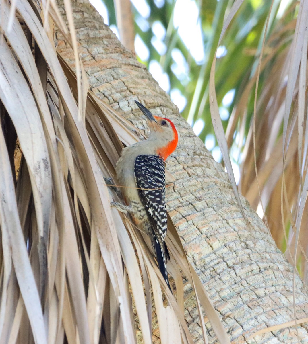 Red-bellied Woodpecker - ML619955392