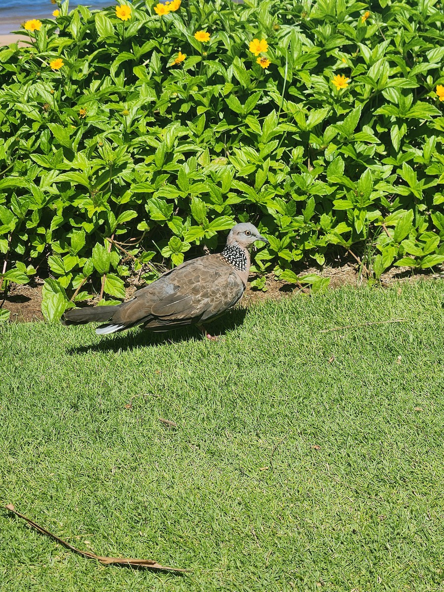 Spotted Dove - ML619955394