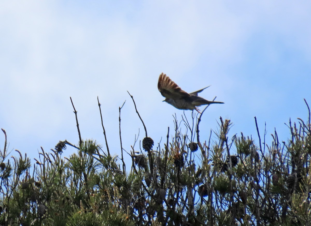 Common Cuckoo - ML619955404