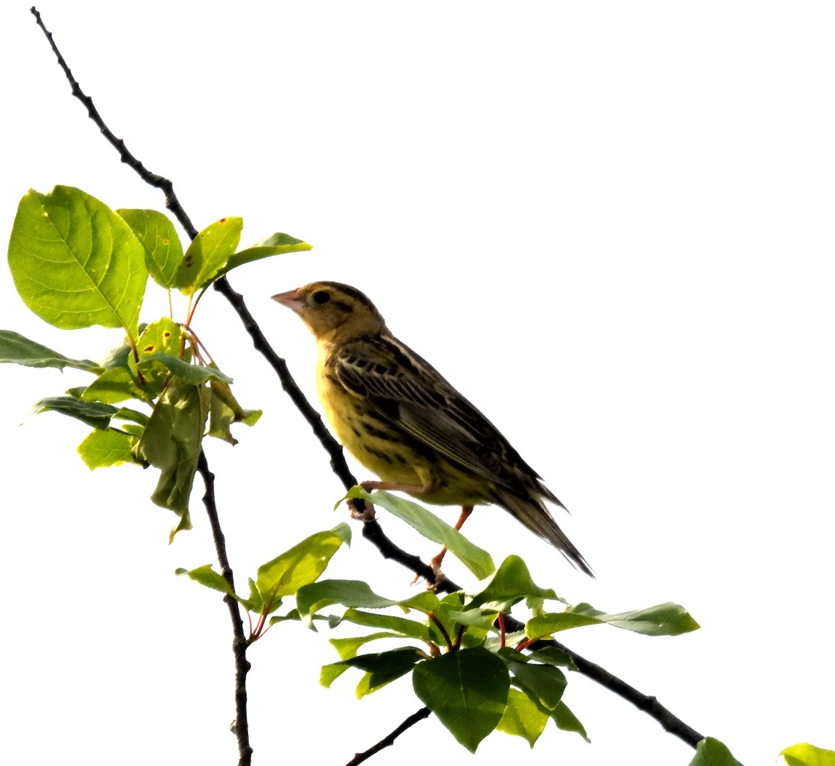 Bobolink - ML619955406