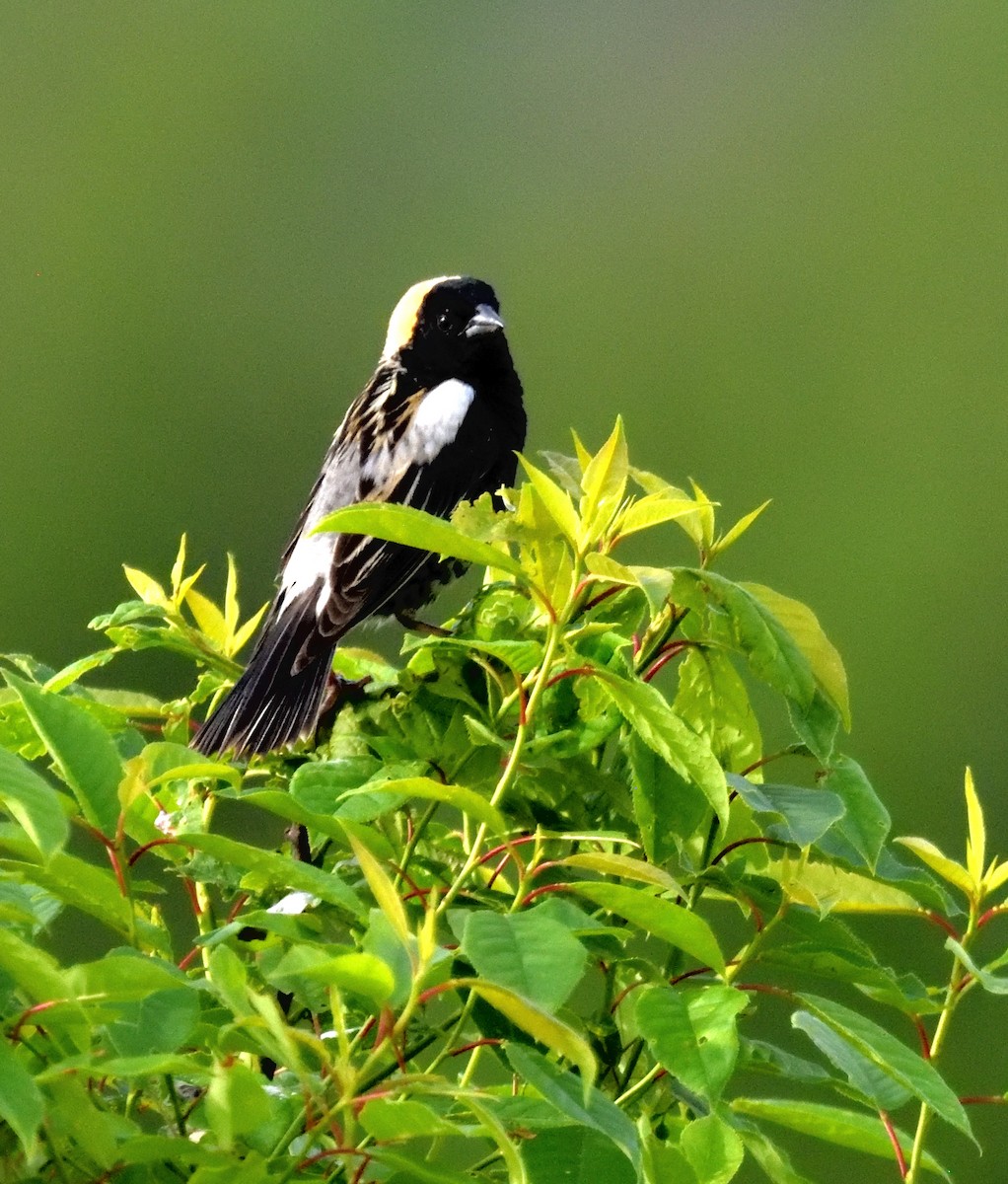 Bobolink - ML619955407