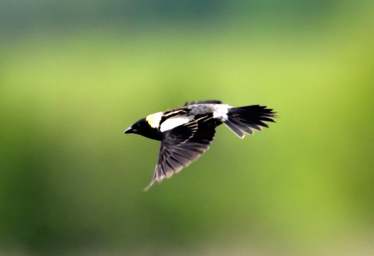 Bobolink - ML619955410