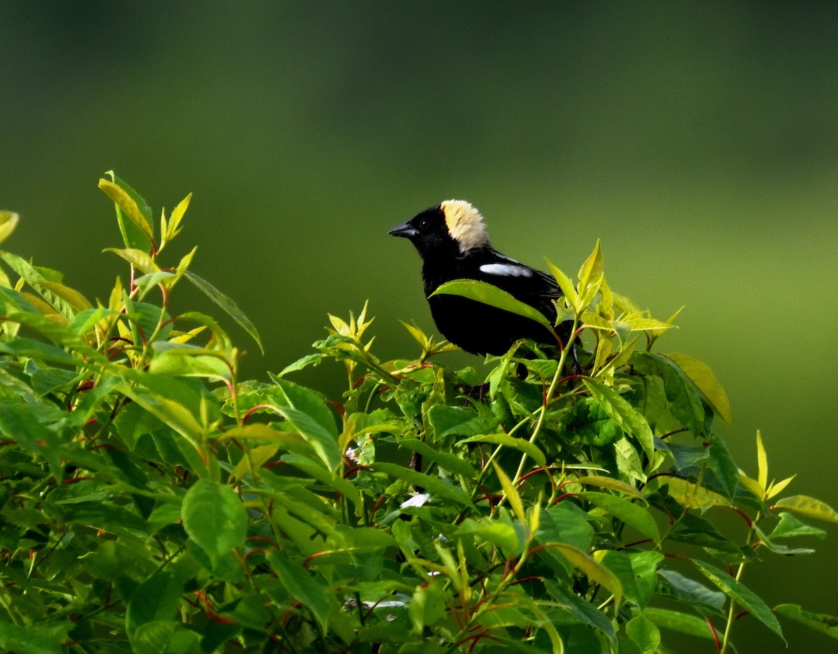 Bobolink - ML619955411
