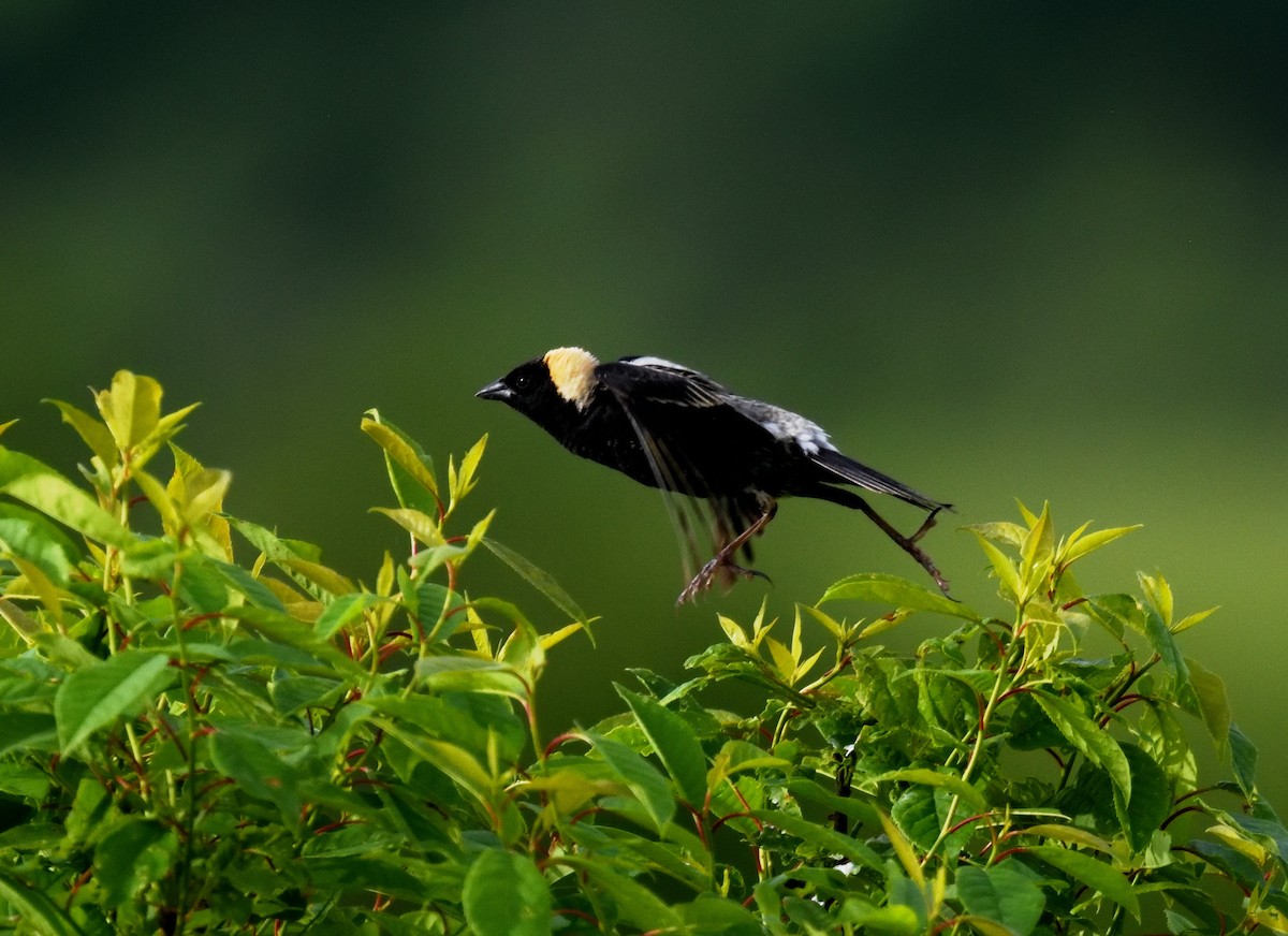 Bobolink - ML619955412