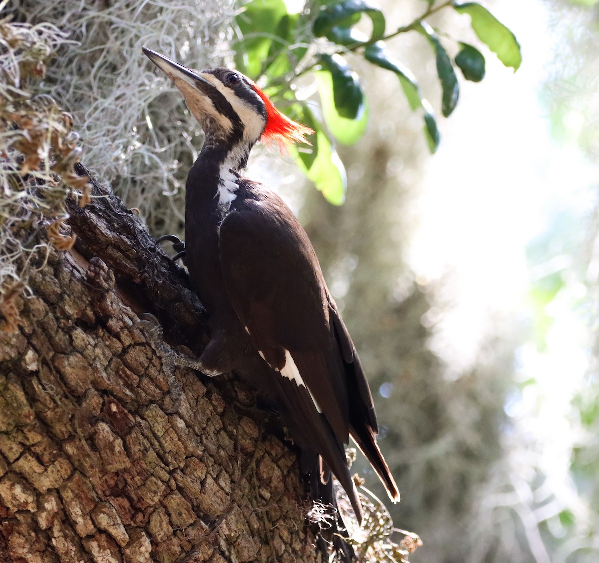 Pileated Woodpecker - ML619955414