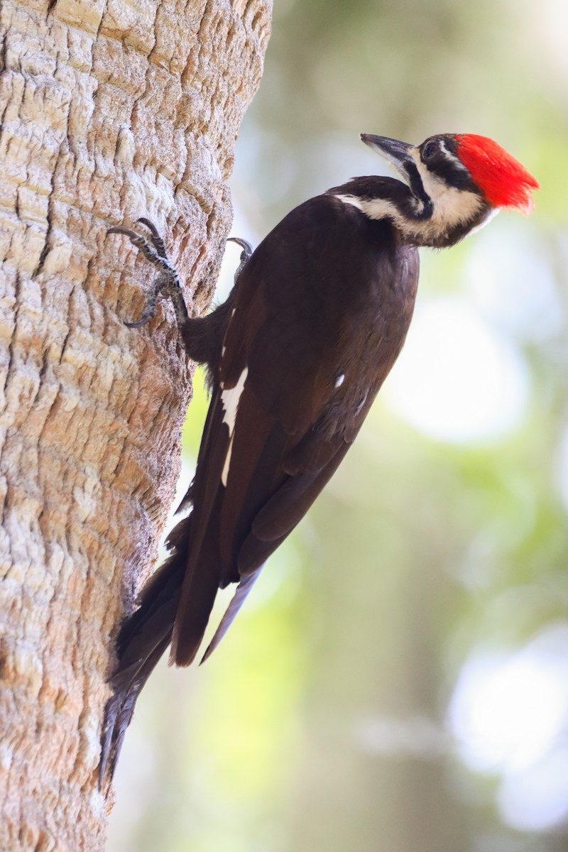 Pileated Woodpecker - ML619955415