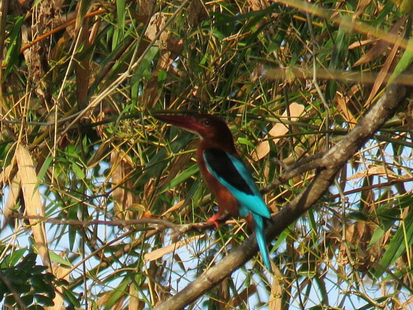 Brown-breasted Kingfisher - ML619955416