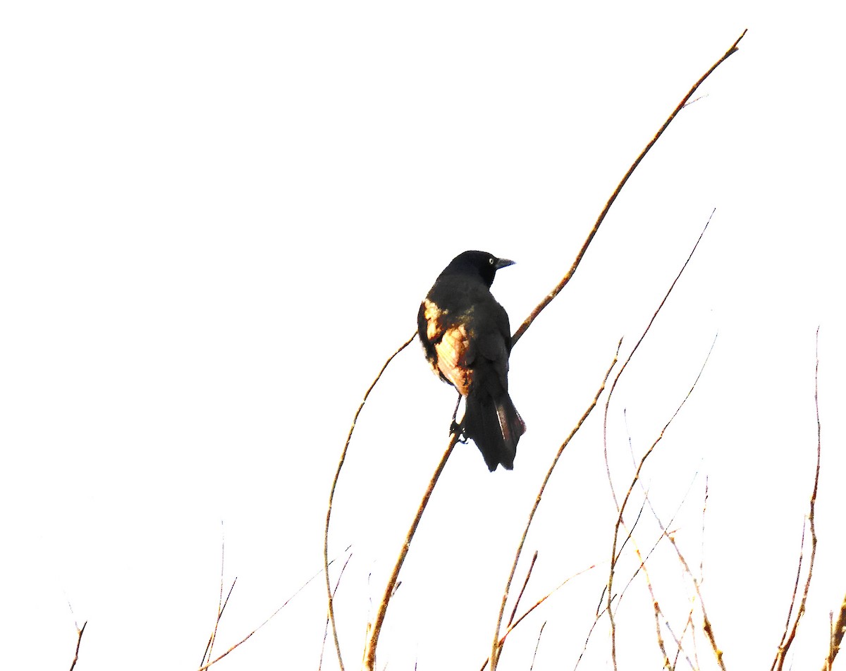 Common Grackle - ML619955433