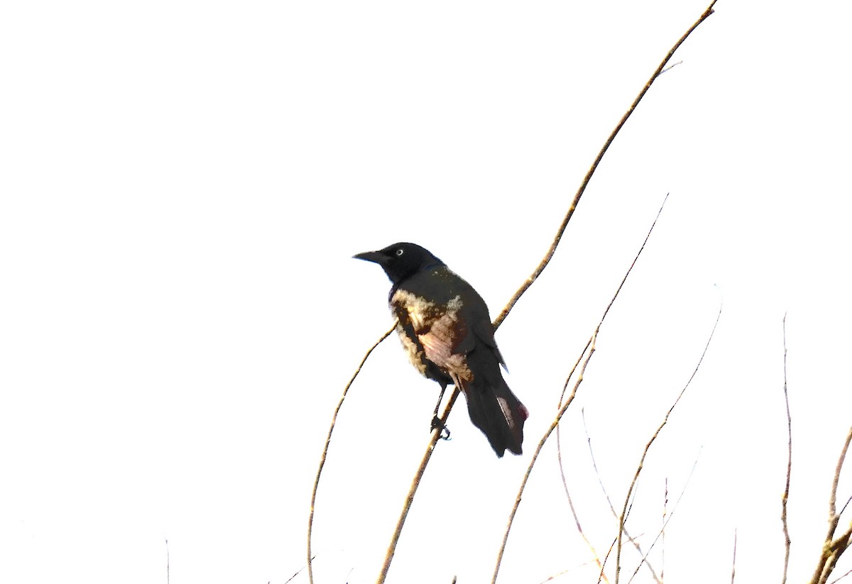 Common Grackle - ML619955434