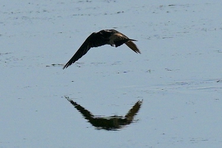 Cliff Swallow - ML619955440