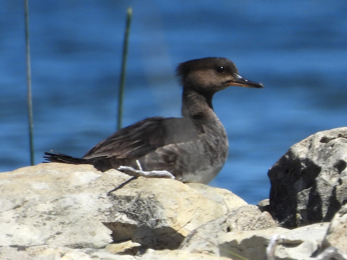 Hooded Merganser - ML619955443