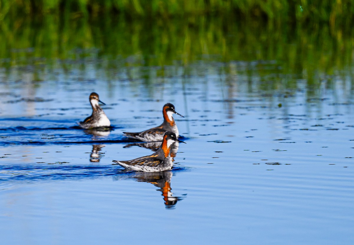 Red-necked Phalarope - ML619955446