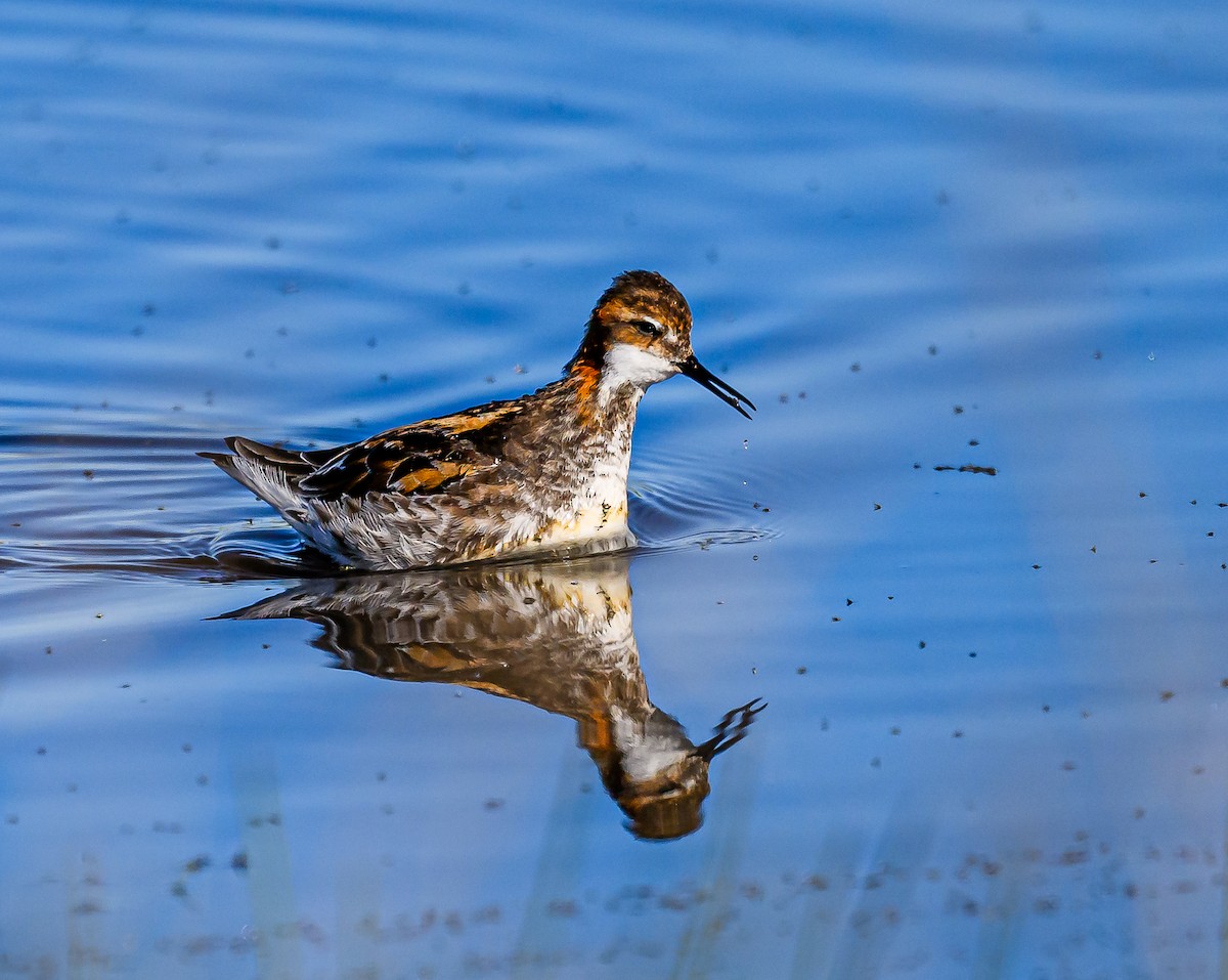 Red-necked Phalarope - ML619955451