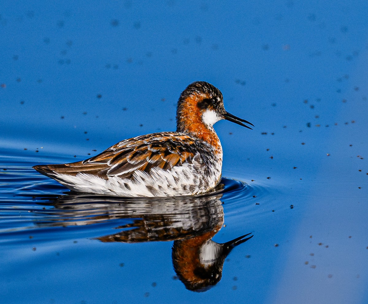 Red-necked Phalarope - ML619955452