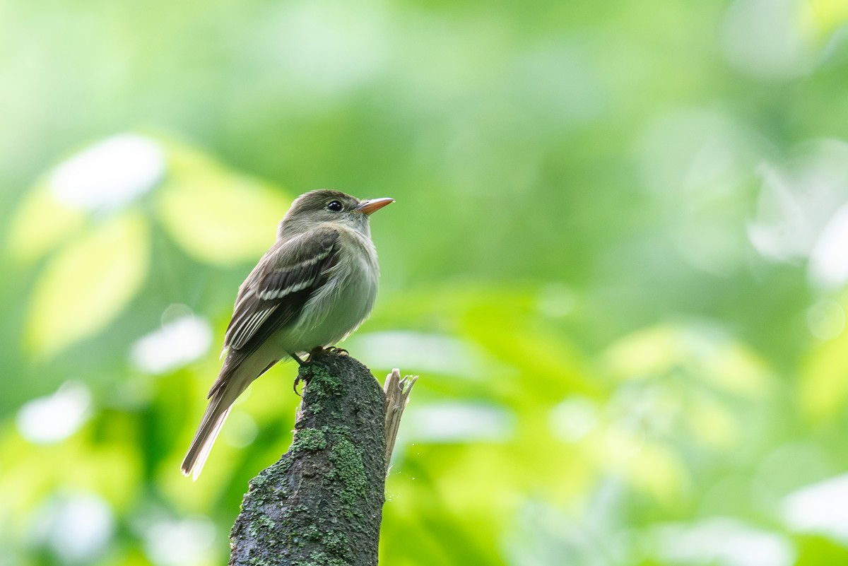 Acadian Flycatcher - ML619955455