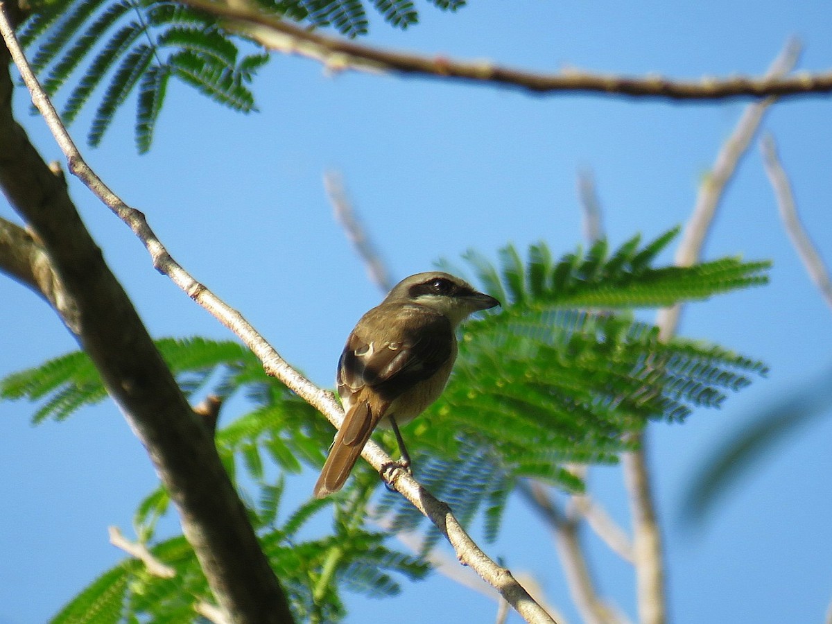 Brown Shrike (Philippine) - ML619955467