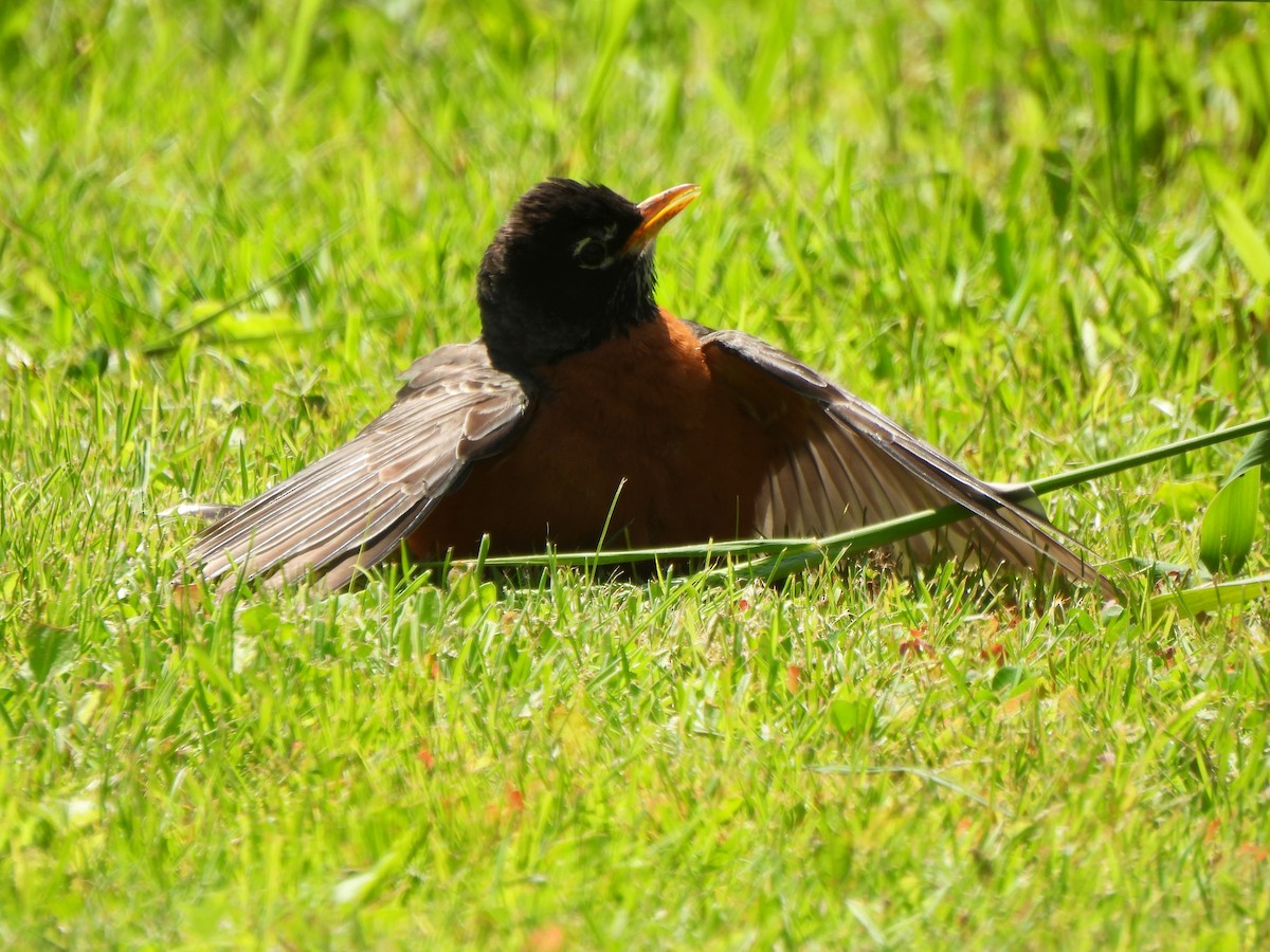 American Robin - ML619955484